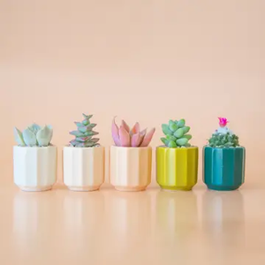 Mini Monroe Planter- Sunset